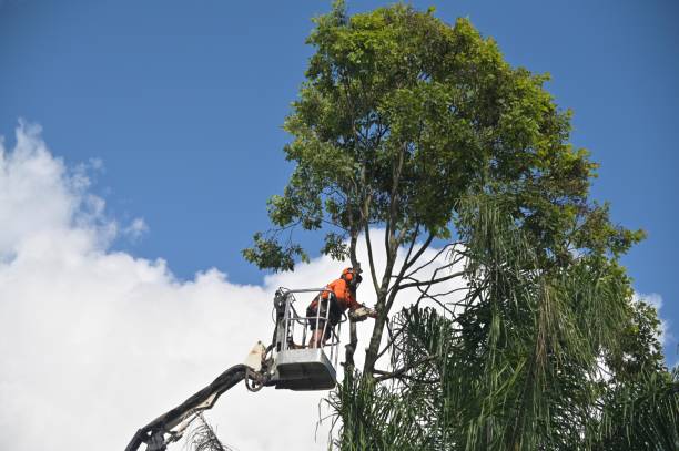 Ste Genevieve, MO Tree Care Company